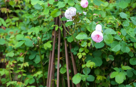 A peaceful garden that's a haven for wildlife, Nestled in central London