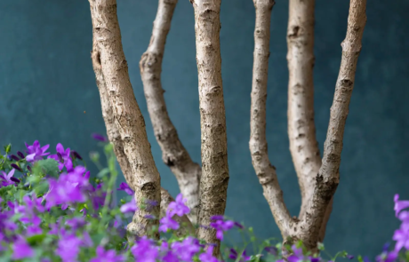 A garden with flowering plants that send waves of colour through the space as they come into bloom through the year.