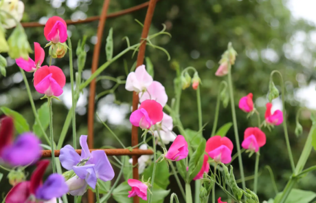 A garden using plants with origins from all over the world