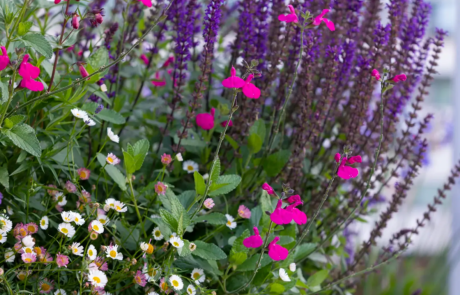 A city rooftop garden by Rosemary Coldstream