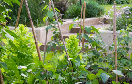 A garden using plants with origins from all over the world