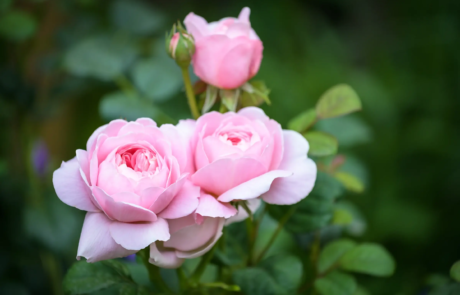 A peaceful garden that's a haven for wildlife, Nestled in central London