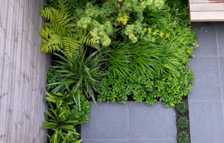 A garden with flowering plants that send waves of colour through the space as they come into bloom through the year.