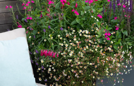 A city rooftop garden by Rosemary Coldstream