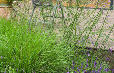 A peaceful garden that's a haven for wildlife, Nestled in central London