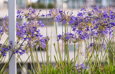 A city rooftop garden by Rosemary Coldstream