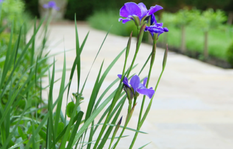 A beautiful 1930's garden in the sunshine