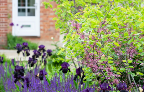 A beautiful Chilterns garden in the sunshine