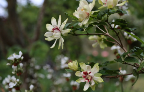 A garden using plants with origins from all over the world