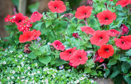 A peaceful garden that's a haven for wildlife, Nestled in central London