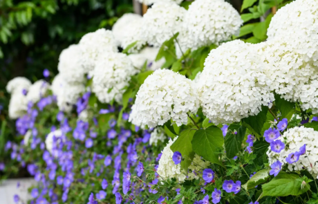 A garden that exudes classical formality, softened by romantic, billowy planting