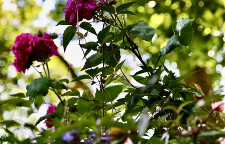 A shady London garden was with limestone paving and splashes of colour