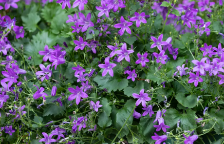 A garden with flowering plants that send waves of colour through the space as they come into bloom through the year.