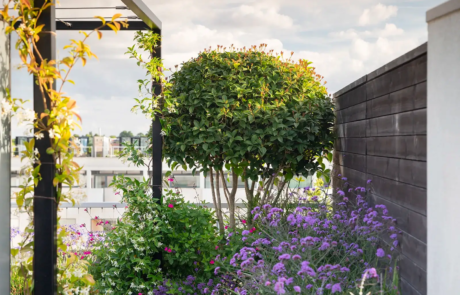 A city rooftop garden by Rosemary Coldstream