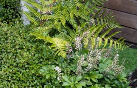 A garden with flowering plants that send waves of colour through the space as they come into bloom through the year.