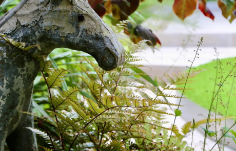 A shady London garden was with limestone paving and splashes of colour