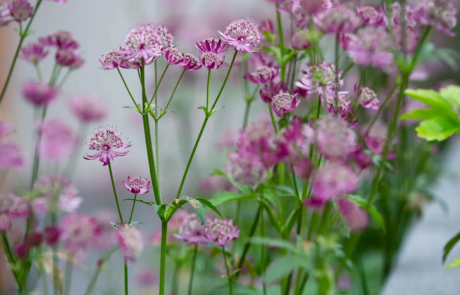 A modern garden in Hampstead designed by Rosemary Coldstream