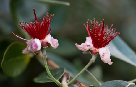 A garden using plants with origins from all over the world