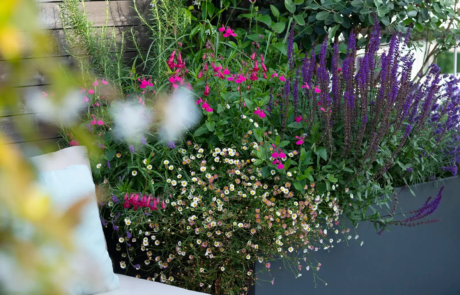 A city rooftop garden by Rosemary Coldstream