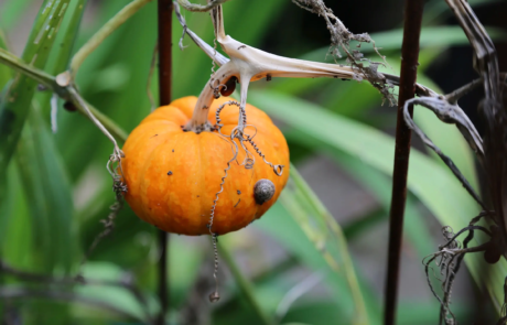 A garden using plants with origins from all over the world