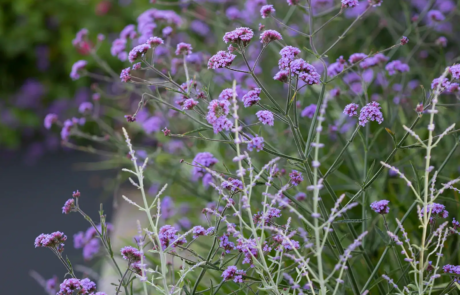 A city rooftop garden by Rosemary Coldstream