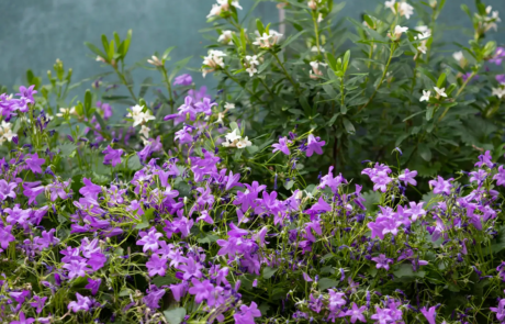 A garden with flowering plants that send waves of colour through the space as they come into bloom through the year.