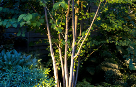 A garden using plants with origins from all over the world