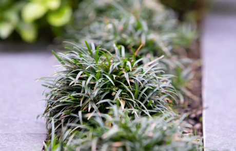 A garden with flowering plants that send waves of colour through the space as they come into bloom through the year.