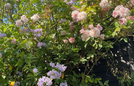 A garden using plants with origins from all over the world