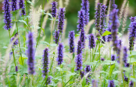 A modern garden in Hampstead designed by Rosemary Coldstream