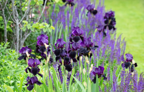 A beautiful garden with purple flowers in the sunshine