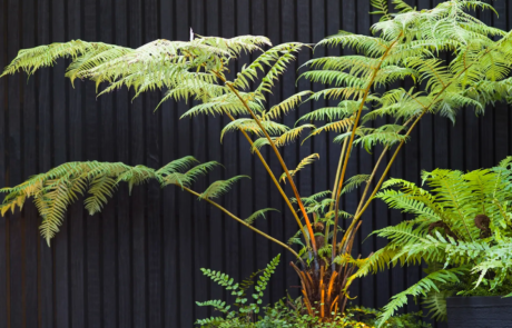 A lush green plant in front of a black wooden fence