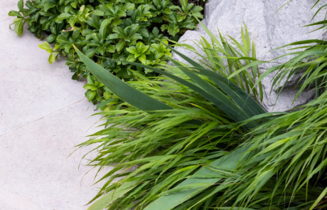 Lush green plants