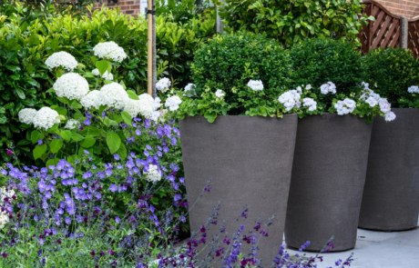 Beautiful purple and white flowers on a patio