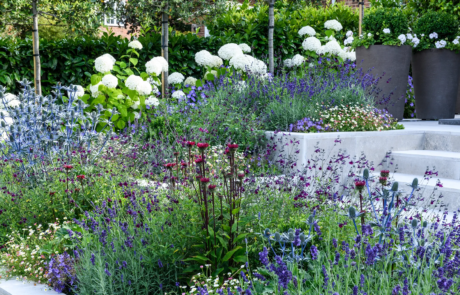 Beautiful purple and white flowers in flowerbeds