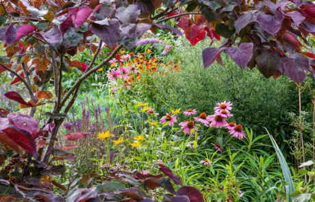 Bright pink, yellow and purple flowers against a backdrop of lush green plants