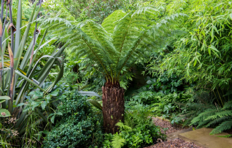 Lish green plants