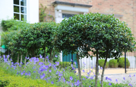 Delicate purple flowers against neatly trimmed bushes