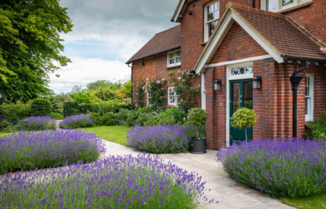 Neat lavender bushes in the front garden of an old brick house