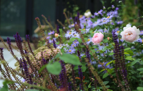 Beautiful pink and purple flowers in a flowerbed