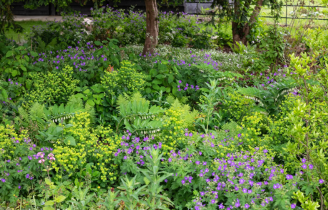 Purple flowers amongst lush green plants