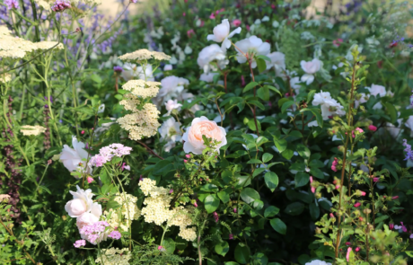 Pretty pink and white flowers in a flowerbed