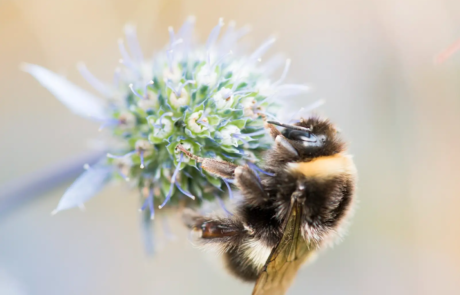 A close up of a bee sat on a white flower