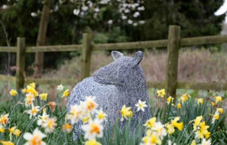 A metal wire sculpture of a sheep amongst daffodils in a garden.